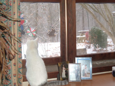 Kitty, watching my feeding birds during ice storm! Yummm