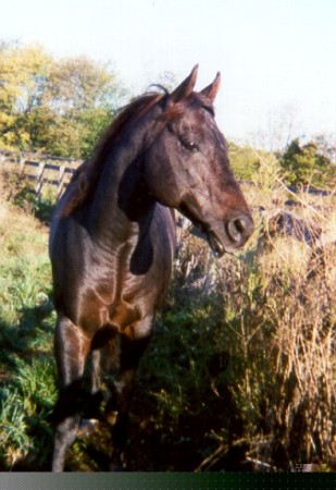 retirement at the farm