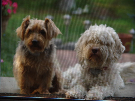 My Doggies Cosmo and Lainey