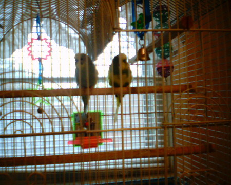 Fred and Ethel (the Birdbrains!)