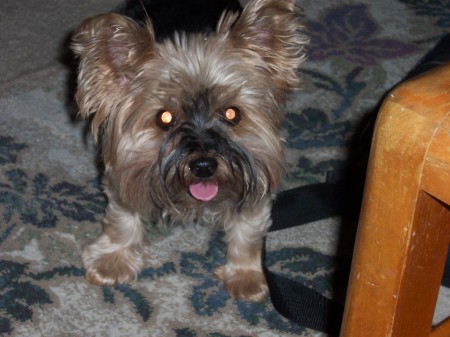 My 11 yr old Yorkie "Susie"