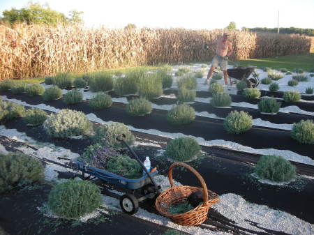 9/07 Pruning and harvesting our Lavender