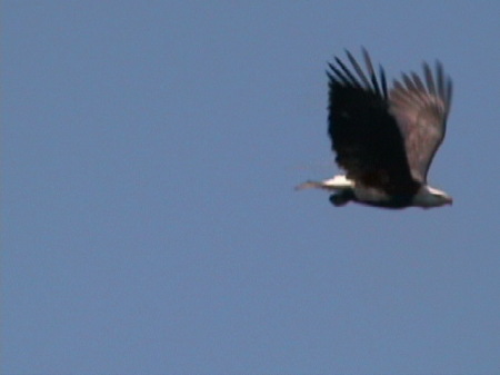 In Flight