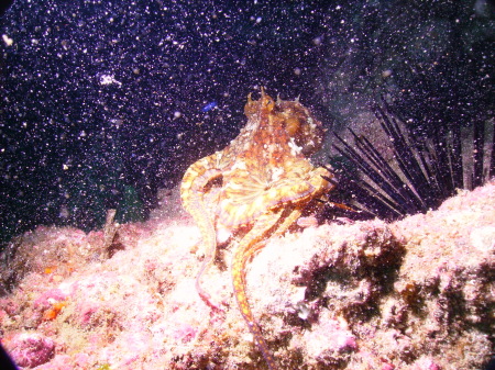 octopus on one of our dives