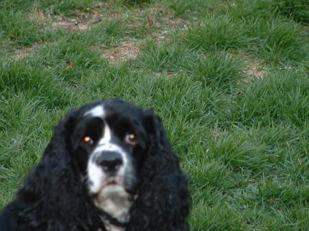 Margot my Cocker spaniel