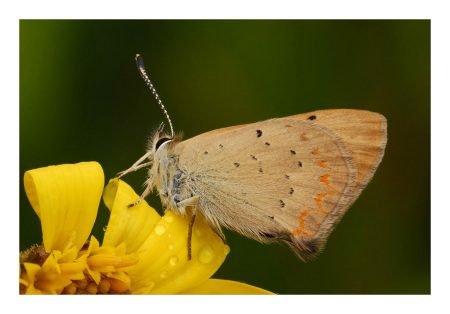 On a Petal