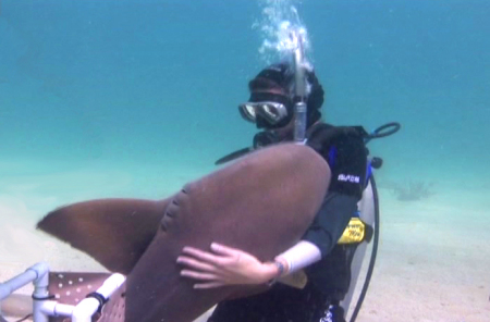 Me n nurse shark