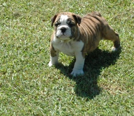 My English Bulldog "Baby Girl"