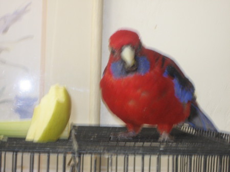 my pet, he sings talk. long tail parrot.