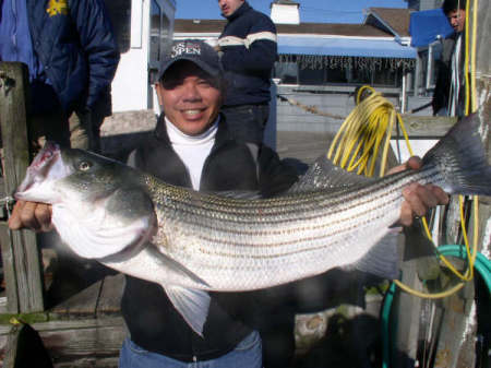 Striped Bass Fishing, Montauk, NY