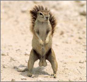 squirrel-nuts