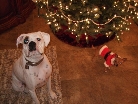 xmas doggies