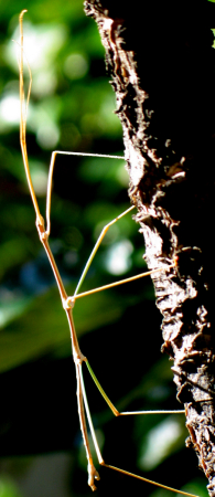 walking stick