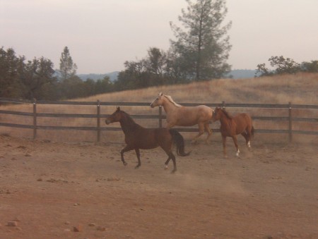 horses playing