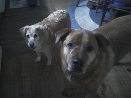 My dogs - Tank & Lucy