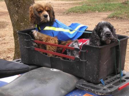 Tucker and Stormy waiting to go - Nov 2007