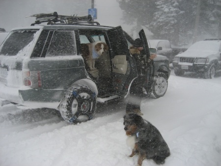 Puck and Bailey in Mammoth