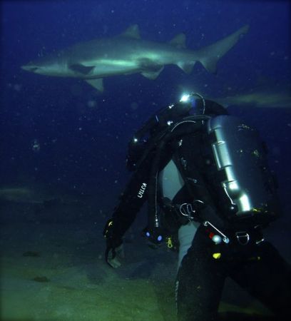 Playing with the sharks...