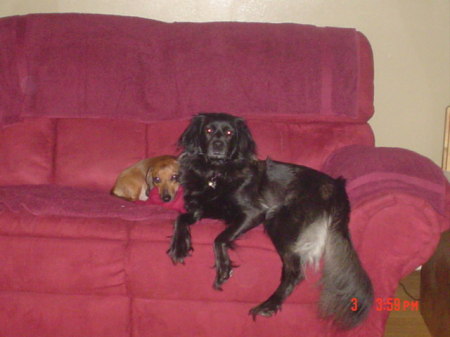 My Dogs-Roxann & Gypsy