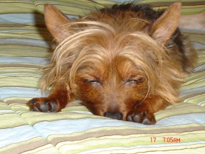 Walter, my Yorkshire Terrier