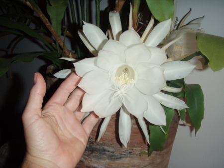 night blooming ceresus