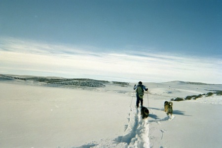 kenny & dogs cross country skiing elk head dam