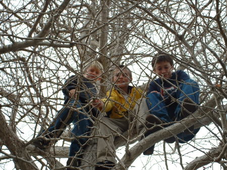 Boys in the tree photo