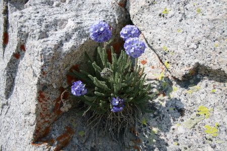 Mount Whitney July 2008