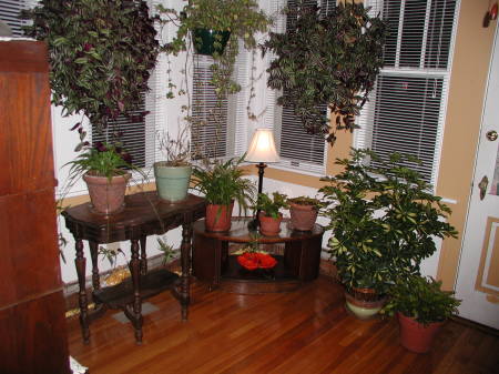 Crowded Sunroom