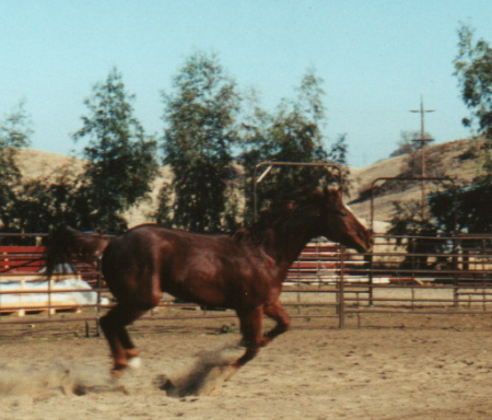 My horse Rio when he was younger.