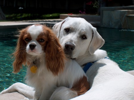 Kirby and Cooper, the two best dogs in the universe.