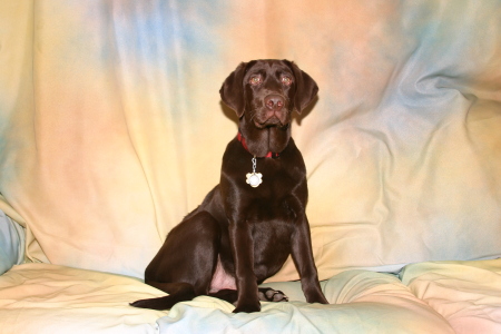 My chocolate Lab