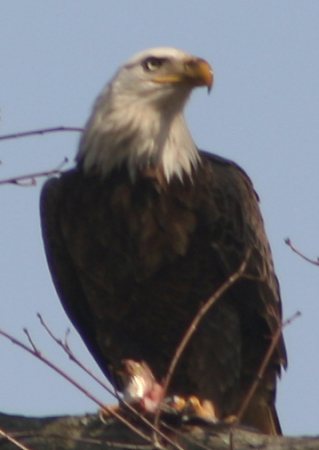 another one of the eagle