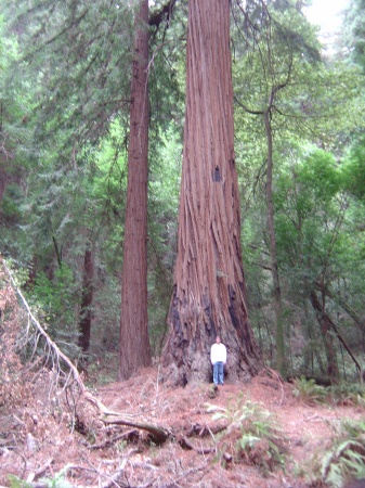 Muir Woods