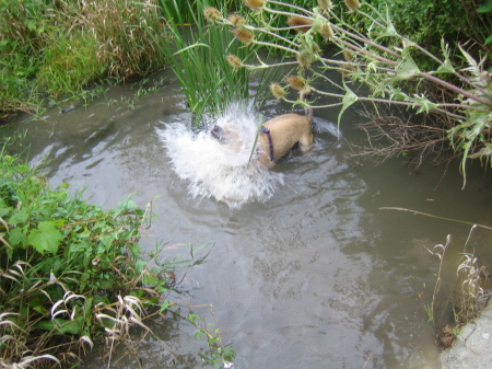 My girl Ruthie shaking off after a dip