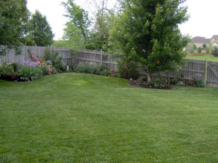 Back Yard 2