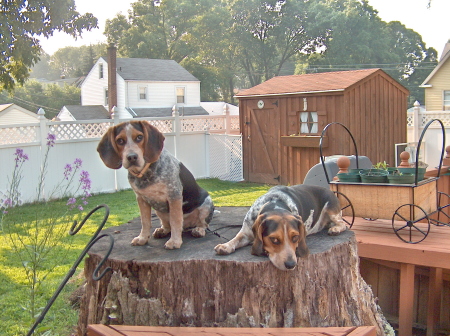 "Stump Brothers"