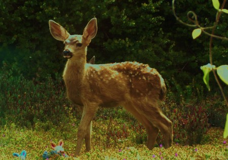 Carol Camacho's album, My new deer