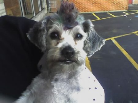 Sam with his summer MOHAWK!!!