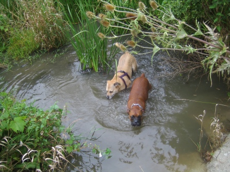 My babies...Ruth and Hercules taking a swim