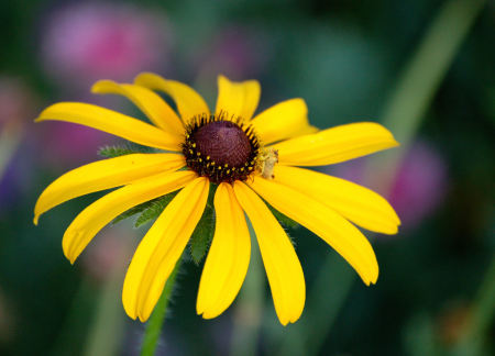 Black-Eyed Susan