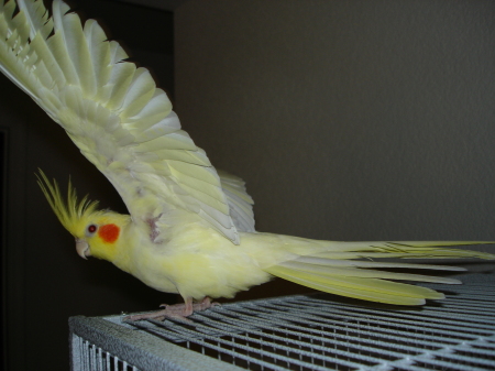 Cockatiel - Buddy