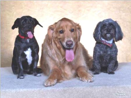 my dog chuck and his dog pals Laszlo and Dudley