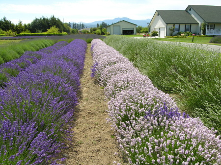 Sequim, Olympic Peninsula