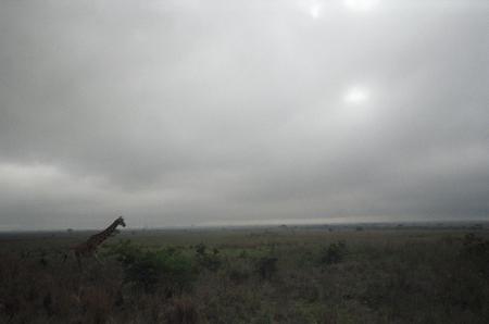 Nairobi National Park