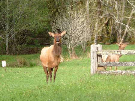 Talking Elk