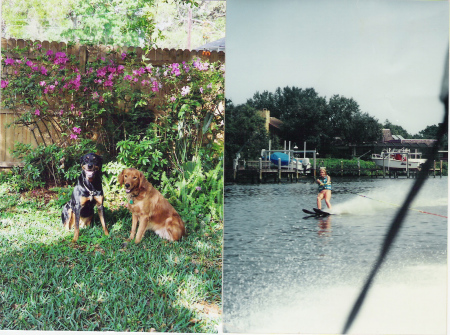 Dogs & Florida Skiing