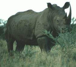 Rhino at Onder Vaal
