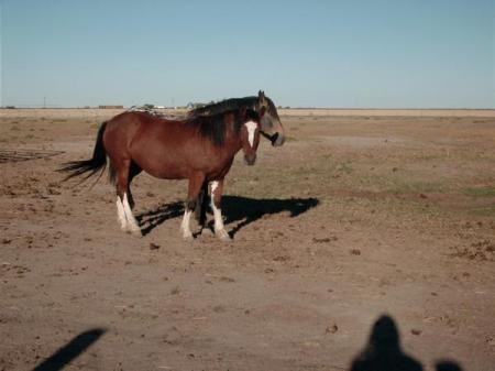 Callie (Mustang)