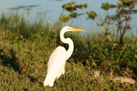 Glades Bird